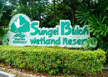 Sungei Buloh Infomation Page